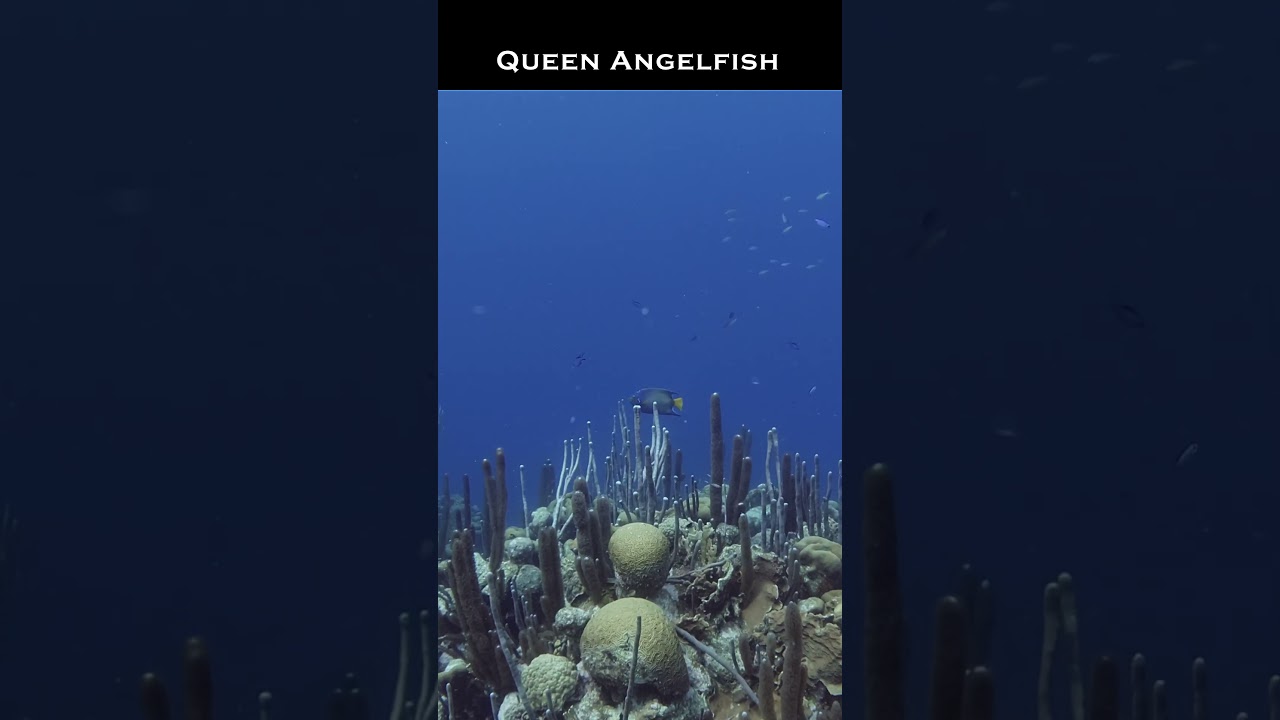 Bonaire’s Coral Crisis: Queen Angelfish in Candyland