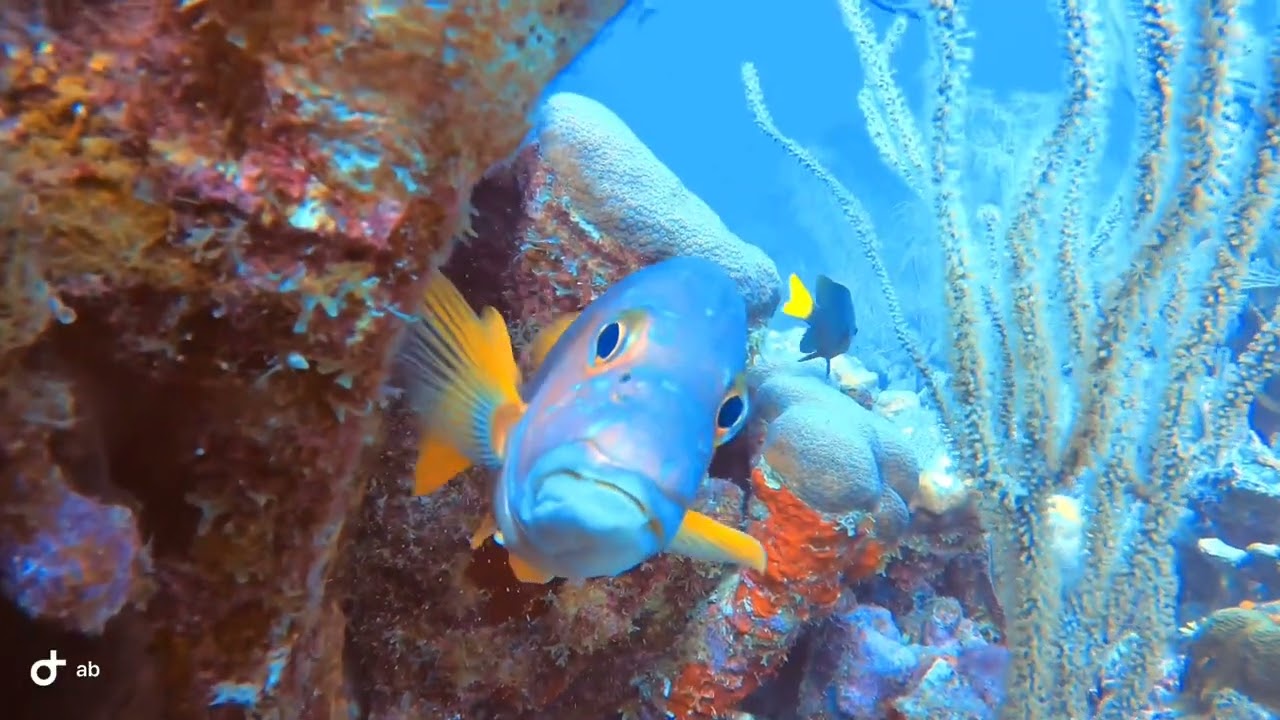 Bonaire scuba diving 2023