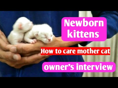 Newborn kittens care and tips | Mother cat care | persian cat | Owner’s interview