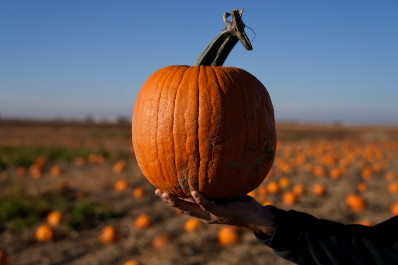 Facts about pumpkins you probably never knew